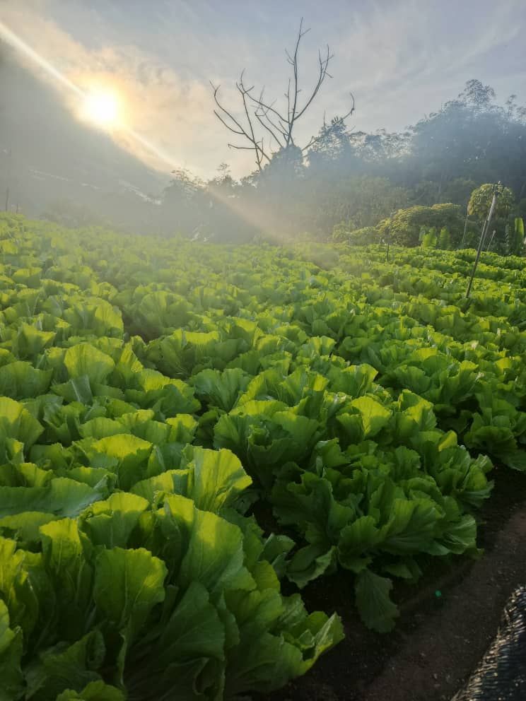 Sunrise over the Hot Shine cabbage fields in Cameron Highlands