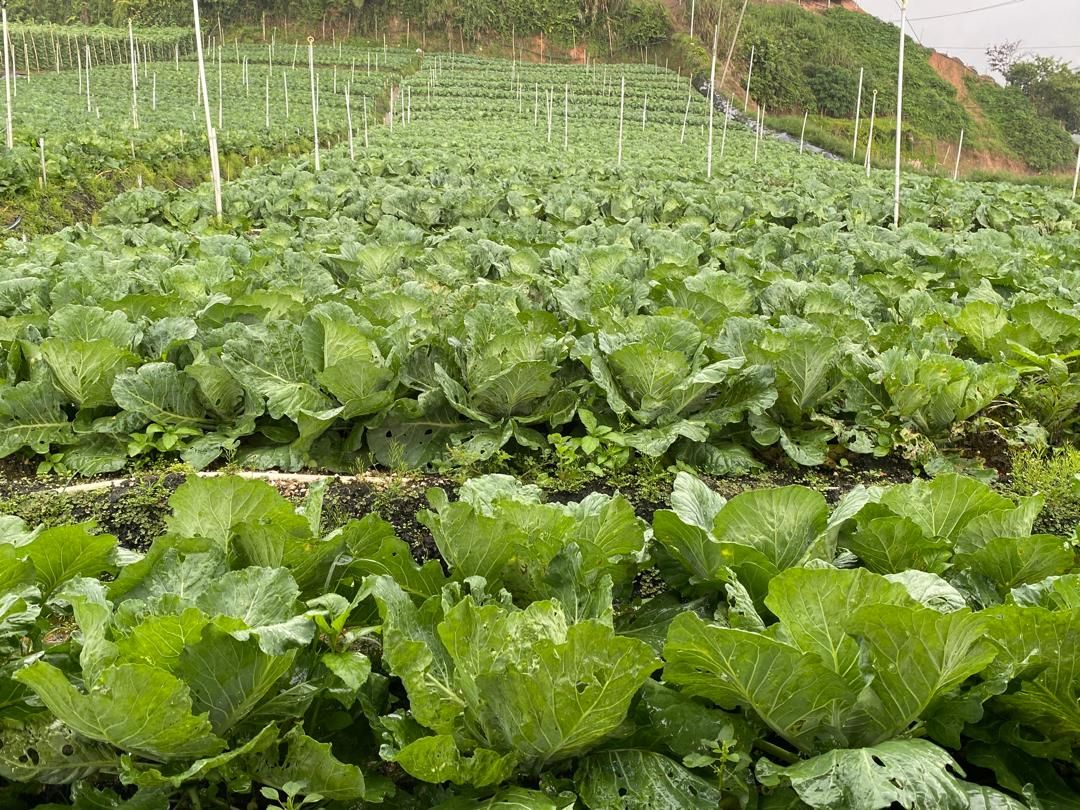 Cabbage growing on open hillside terraces in Cameron Highlands