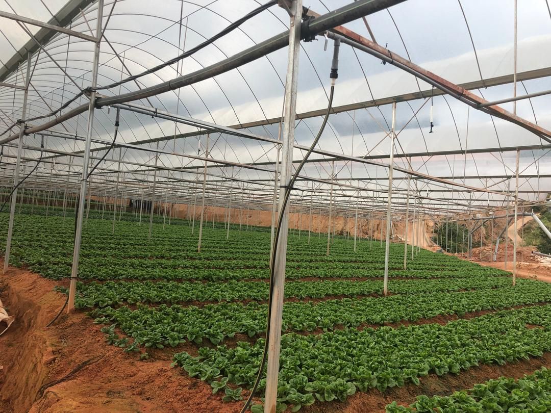 Rows of leafy greens growing inside a Hot Shine greenhouse in Cameron Highlands