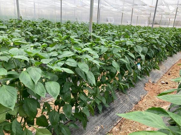 Capsicum (bell pepper) greenhouse