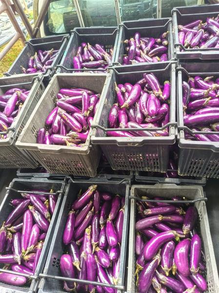 Freshly harvested purple eggplant / brinjal in crates