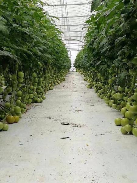 Tomato greenhouse rows