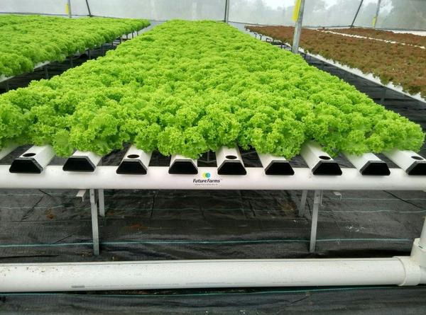 Hydroponic lettuce growing system