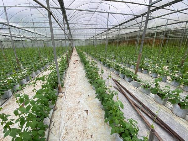 Long beans growing in greenhouse